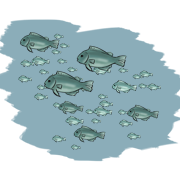 a school of fish